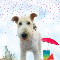 ワイヤーフォックステリア