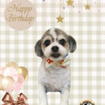 マルチーズ×チワワ