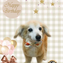 チワワ×Mダックスフントmix