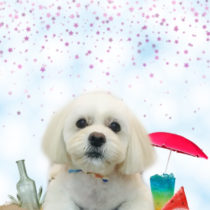 ペキニーズ×ビションフリーゼmix