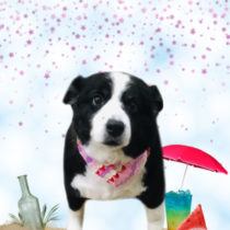 ボーダーコリー