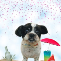 シーズー×チワワmix