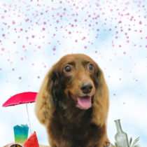 Mダックスフント