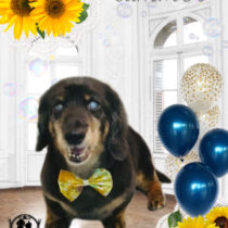 Mダックスフント