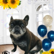 フレンチブルドッグ