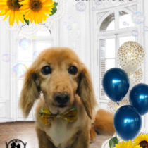 Mダックスフント