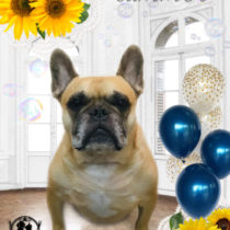 フレンチブルドッグ