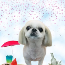 シーズー×ペキニーズmix