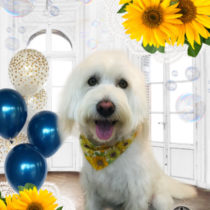 Mシュナウザー×ウェスティmix