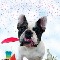 フレンチブルドッグ