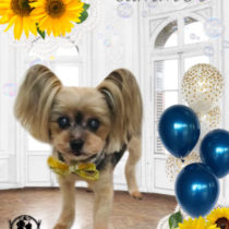 ヨークシャテリア