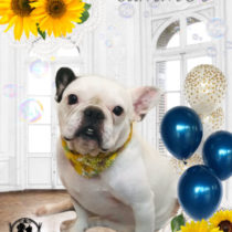 フレンチブルドッグ