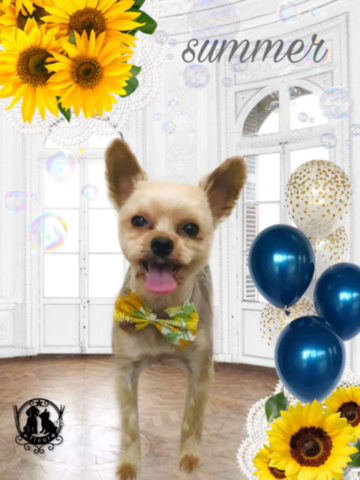 ヨークシャテリア