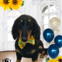 Mダックスフント