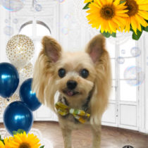 ヨークシャテリア