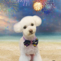 ティーカッププードル