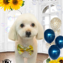 マルチーズ×MダックスフントMIX