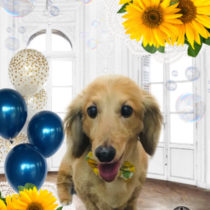 Mダックスフント