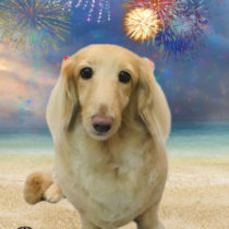 Mダックスフント