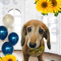 Mダックスフント