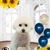 マルチーズ×トイプードルmix