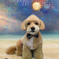 チワワ×トイプードルmix