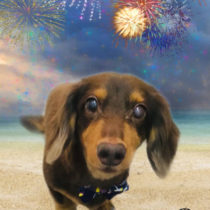 Mダックスフント