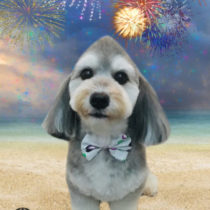 マルチーズ×MダックスフントMIX