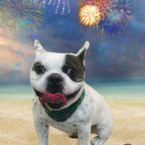 フレンチブルドッグ