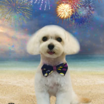 マルチーズ×トイプードルmix