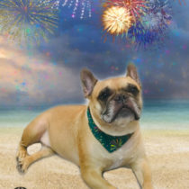 フレンチブルドッグ