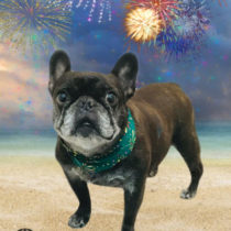 フレンチブルドッグ