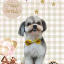 シーズー×マルチーズmix