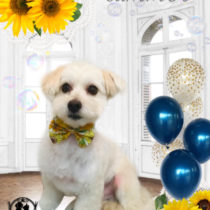 マルチーズ×トイプードルmix