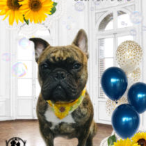 フレンチブルドッグ