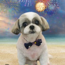 シーズ―×チワワmix