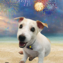 ジャックラッセルテリア