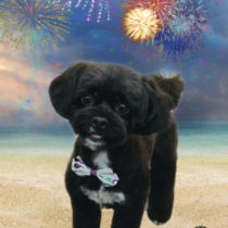 トイプードル×狆MIX