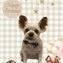 ヨークシャテリア