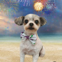 マルチーズ×チワワ