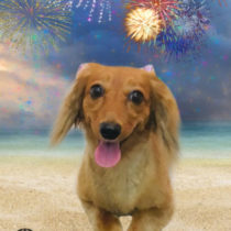 カニンヘンダックス