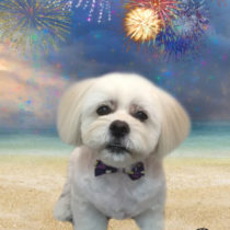 ペキニーズ×ビションmix