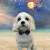 キャバリア×マルチーズmix