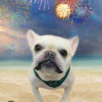 フレンチブルドッグ