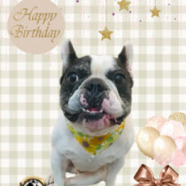 フレンチブルドッグ