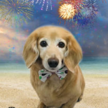 Mダックスフント