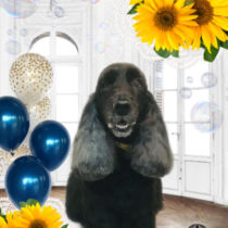 イングリッシュコッカースパニエル