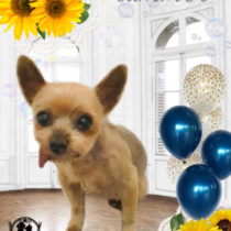 ヨークシャテリア