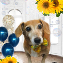 トイプードル×ジャックラッセルテリアMIX