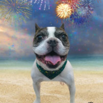 フレンチブルドッグ